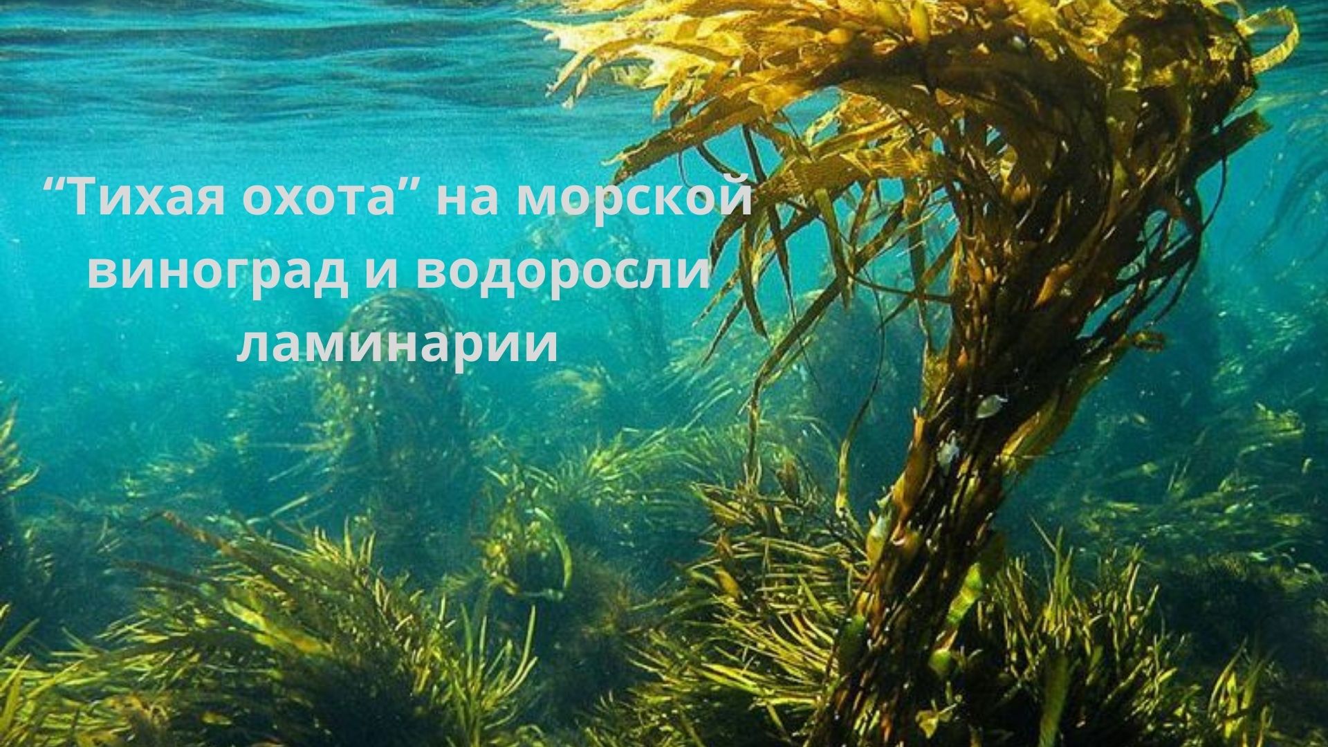 Морской виноград и водоросли ламинария