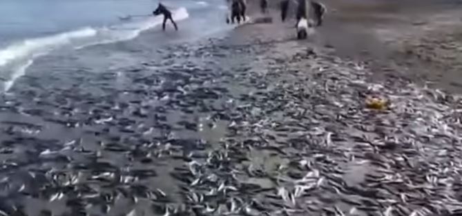 Рыбу выбрасывает на берег