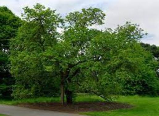Дерево шелковица